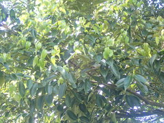 Castanopsis cuspidata