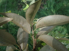 Castanopsis cuspidata