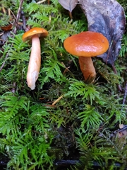Lactarius subviscidus