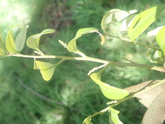 Castanopsis cuspidata