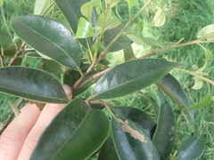 Castanopsis cuspidata