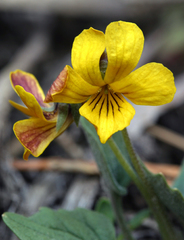 Viola purpurea integrifolia