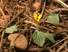 Viola purpurea integrifolia