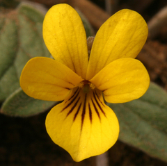 Viola purpurea integrifolia