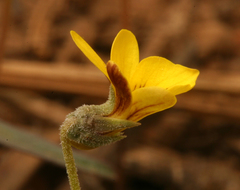 Viola purpurea integrifolia