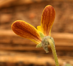 Viola purpurea integrifolia