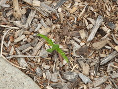 Gleditsia triacanthos