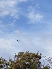 Hieraaetus morphnoides