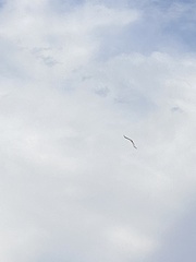 Hieraaetus morphnoides