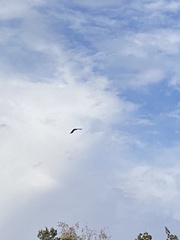 Hieraaetus morphnoides