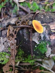 Heimiomyces fulvipes