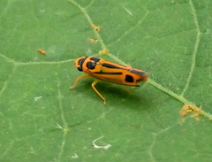 Soosiulus regalis