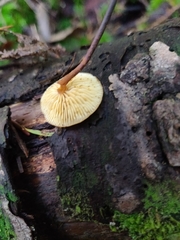 Heimiomyces fulvipes