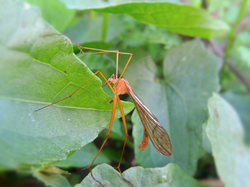 Bittacus panamensis