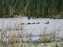 Lophodytes cucullatus