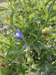 Ipomoea barbatisepala