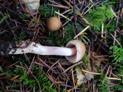 Inocybe kauffmanii