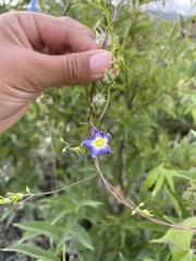 Ipomoea barbatisepala