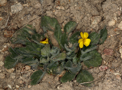 Viola purpurea aurea