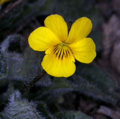 Viola purpurea aurea