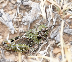 Pardalophora apiculata