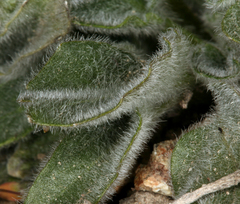 Viola purpurea aurea