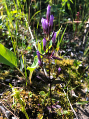 Gentianella propinqua