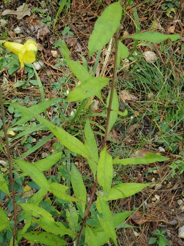 Smooth yellow false foxglove (Aureolaria flava)