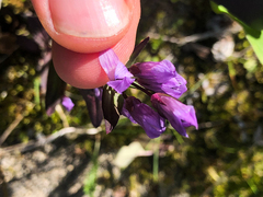 Gentianella propinqua