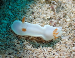 Ardeadoris angustolutea