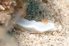 Ardeadoris angustolutea