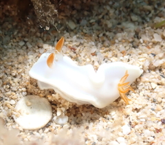 Ardeadoris angustolutea