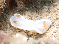 Ardeadoris angustolutea