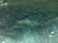 Cherax quadricarinatus