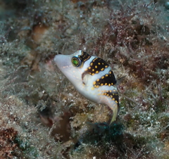 Canthigaster coronata