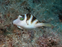 Canthigaster coronata