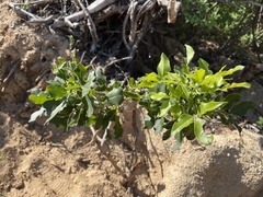 Rhus tepetate