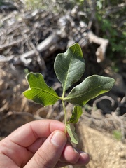 Rhus tepetate