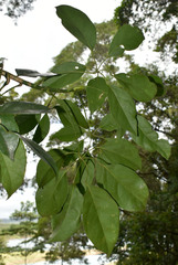 Heptapleurum ellipticum