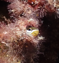 Plagiotremus goslinei