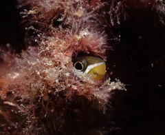 Plagiotremus goslinei