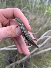 Pseudemoia rawlinsoni