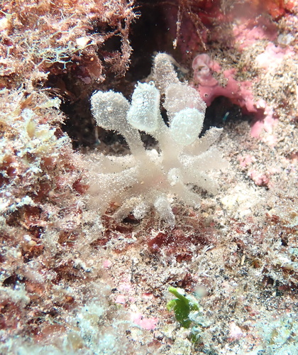 Gibsmithia observed 2021-10-16