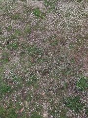 Draba verna