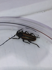Neocrossidius trivittatus