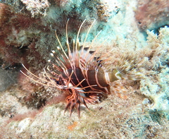 Pterois sphex