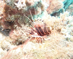 Pterois sphex