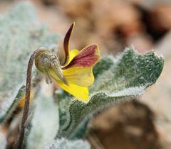 Viola purpurea aurea