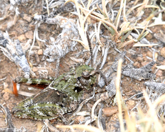 Pardalophora apiculata