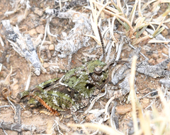 Pardalophora apiculata